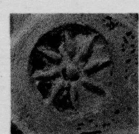 CUP, STEMLESS, FRAGMENT (SOUTH ITALIAN, CAMPANIAN, RELIEF)