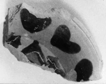 PLATE, FRAGMENT (ATHENIAN, BLACK-FIGURE)