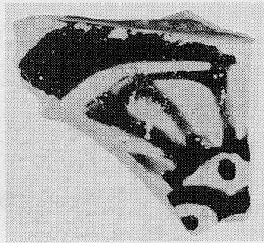LEKANIS, FRAGMENT (ATHENIAN, RED-FIGURE)