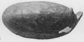 BOWL (VILLA NOVA)