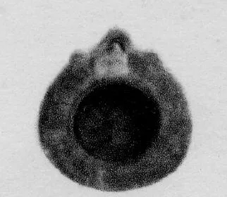 PLEMOCHOE (CORINTHIAN)