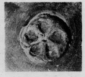 CUP, STEMLESS, FRAGMENT (SOUTH ITALIAN, CAMPANIAN, RELIEF)