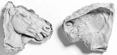 Mold of the Right Side of a Horse's Head