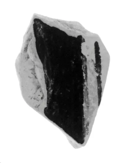 Attic Black-Figure Vase Fragment