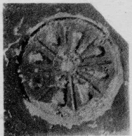 CUP, STEMLESS, FRAGMENT (SOUTH ITALIAN, CAMPANIAN, RELIEF)