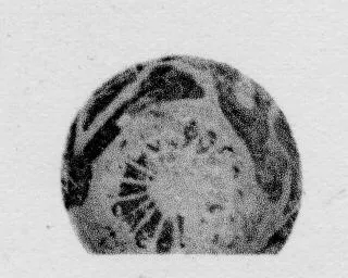 ALABASTRON (CORINTHIAN, BLACK-FIGURE)