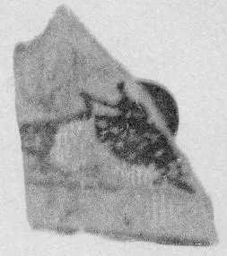 PELIKE, FRAGMENT (ATHENIAN, RED-FIGURE)