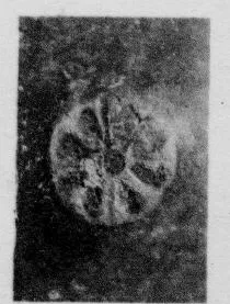 CUP, STEMLESS, FRAGMENT (SOUTH ITALIAN, CAMPANIAN, RELIEF)