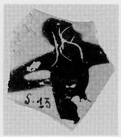 CUP, FRAGMENT (ATHENIAN, BLACK-FIGURE)