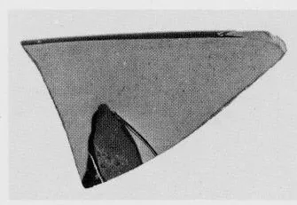 FRAGMENT (CHALCIDIAN, BLACK-FIGURE)