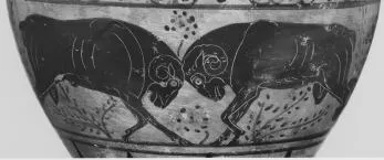 AMPHORA, NECK (PONTIC, BLACK-FIGURE)
