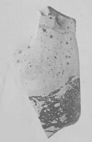SITULA, FRAGMENT (EAST GREEK, OUTLINE)