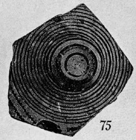 LID, FRAGMENT (PROTOATTIC)