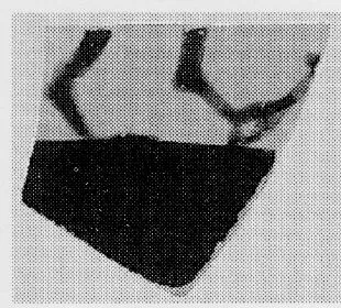 CUP, FRAGMENT (ATHENIAN, BLACK-FIGURE)