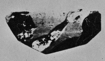 CUP, SIANA, FRAGMENT (ATHENIAN, BLACK-FIGURE)