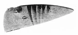 CUP, FRAGMENT (EAST GREEK)
