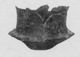 MUG (VILLA NOVA)