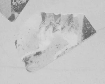 AMPHORA, BELLY, FRAGMENT (ATHENIAN, BLACK-FIGURE)
