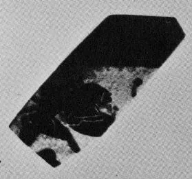 CUP, LITTLE MASTER BAND, FRAGMENT (ATHENIAN, BLACK-FIGURE)