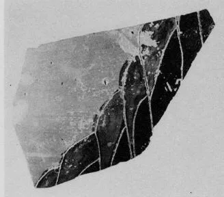 AMPHORA, BELLY, TYPE B, FRAGMENT (ATHENIAN, BLACK-FIGURE)