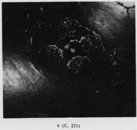 BOWL (SOUTH ITALIAN, CAMPANIAN, BLACK GLAZE)