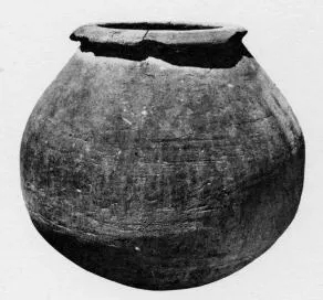 DOLIUM (SOUTH ITALIAN)