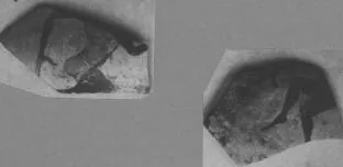 CUP, FRAGMENTS (ATHENIAN, BLACK-FIGURE)