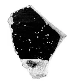 CUP DROOP, FRAGMENT (ATHENIAN, BLACK-FIGURE)
