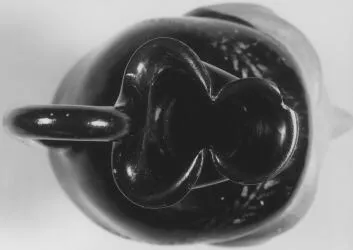 FIGURE VASE, OINOCHOE (ATHENIAN, RED-FIGURE)