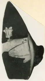 CUP, FRAGMENT (ATHENIAN, RED-FIGURE)