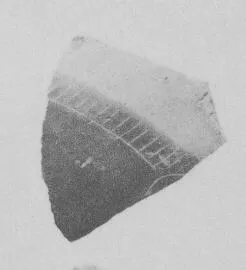 AMPHORA, NECK, FRAGMENT (ATHENIAN, BLACK-FIGURE)