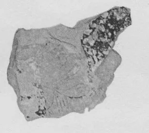FRAGMENT (ATHENIAN, RED-FIGURE)