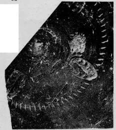 CUP, STEMLESS, FRAGMENT (SOUTH ITALIAN, CAMPANIAN, RELIEF)