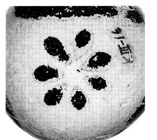 ALABASTRON (CORINTHIAN, BLACK-FIGURE)