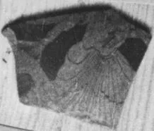 CUP, FRAGMENT (ATHENIAN, RED-FIGURE)