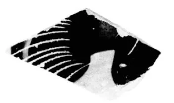 CUP, SIANA, FRAGMENT (ATHENIAN, BLACK-FIGURE)