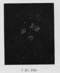 PLATE (SOUTH ITALIAN, CAMPANIAN, BLACK GLAZE)