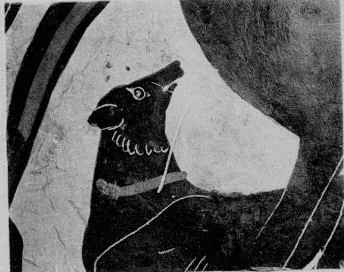 AMPHORA, BELLY, TYPE B (ATHENIAN, BLACK-FIGURE)
