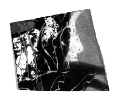 Attic Black-Figure Cup Fragment