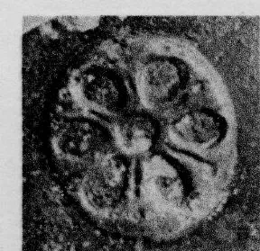 CUP, STEMLESS, FRAGMENT (SOUTH ITALIAN, CAMPANIAN, RELIEF)