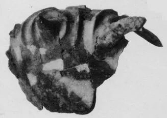FRAGMENT (ITALIAN IRON AGE)