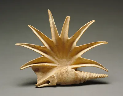 Shell
