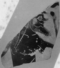 AMPHORA, BELLY, FRAGMENT (ATHENIAN, BLACK-FIGURE)