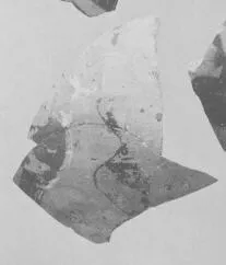 AMPHORA, NECK (ATHENIAN, BLACK-FIGURE)