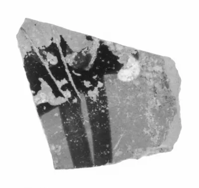 Attic Black-Figure Skyphos Fragment