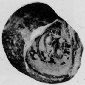 CUP, STEMLESS, FRAGMENT (SOUTH ITALIAN, CAMPANIAN, BLACK GLAZE)