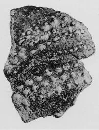 JUG, FRAGMENT (MINOAN)
