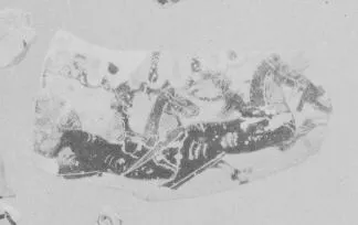 AMPHORA, NECK (?), FRAGMENT (ATHENIAN, BLACK-FIGURE)
