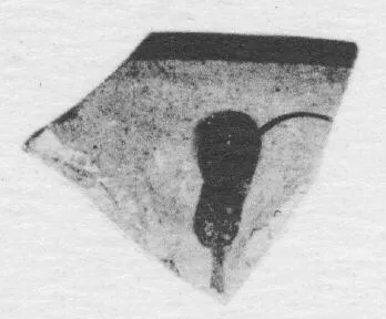 CUP, FRAGMENT (ATHENIAN, BLACK-FIGURE)