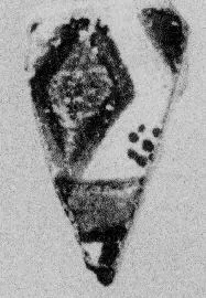 PLATE, FRAGMENT (EAST GREEK)